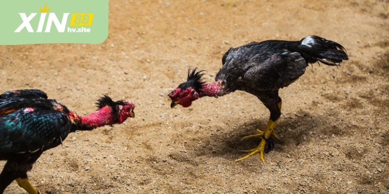 Đá gà cựa sắt là hình thức chơi hay