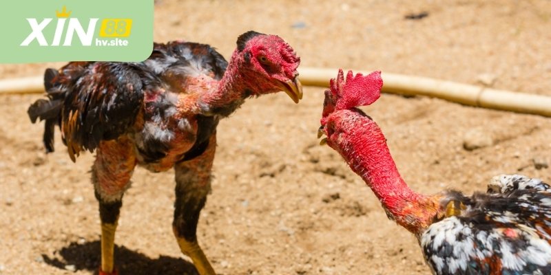 Luật chơi được áp dụng thống nhất tại các trường gà lớn, tạo sự nhất quán trong cách theo dõi và đánh giá trận đấu.