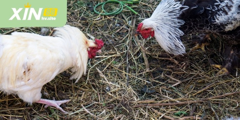 Việc quan sát kỹ trước trận giúp người theo dõi có góc nhìn tổng quan hơn về khả năng diễn biến trận đấu.