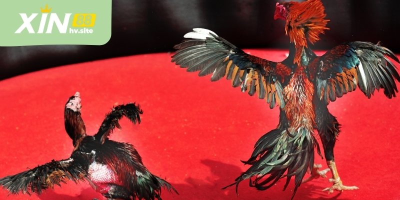 Đá gà Thomo rất được ưa chuộng