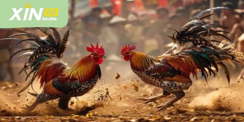 Tổng quan sảnh đá gà Xin88