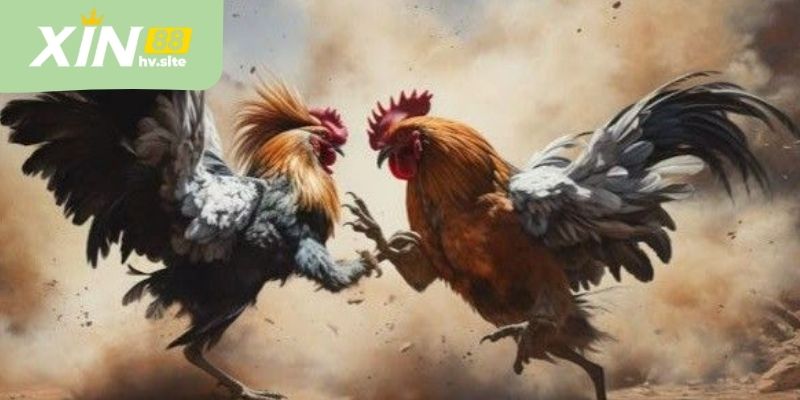 Bảng kèo đá gà Xin88 hiển thị tỷ lệ và thời gian khóa kèo
