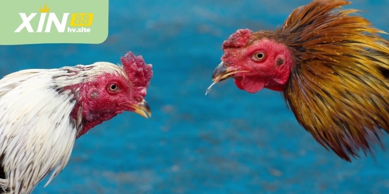 Kinh nghiệm soi kèo đấu cực hay cả cao thủ