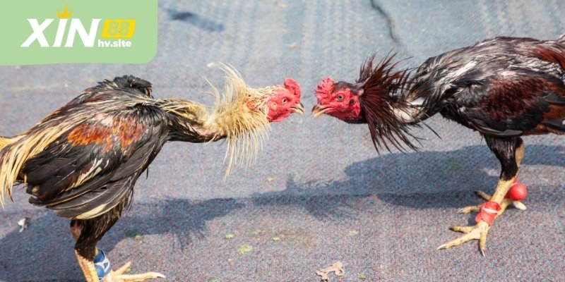 Trực Tiếp Đá Gà Và Cách Theo Dõi Trận Đấu Hiệu Quả